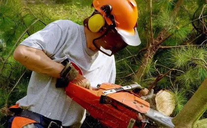 Ein Gärtner in Sicherheitskleidung zersägt dicke Nadelholz-Äste. Fachgerechte Baumpflege und Baumfällung im Einsatz.