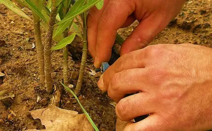 Gärtnerhände montieren einen Tropfer an einen schwarzen Schlauch für gezielte Bewässerung. Smarte Gartenbewässerung.