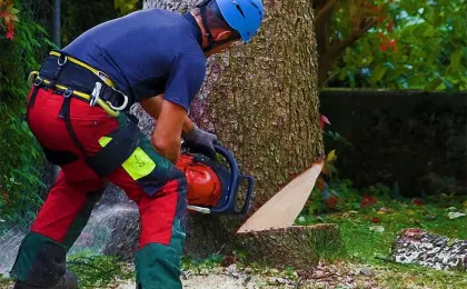 Ein Baumpfleger mit Helm setzt mit einer Kettensäge den Fällschnitt an. Professionelle Baumfällung im Gartenbau.