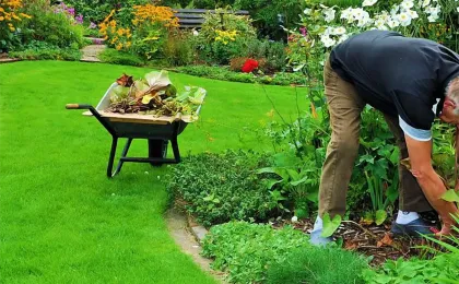 Ein Gärtner arbeitet kniend im blühenden Staudenbeet neben einer gefüllten Schubkarre. Nachhaltige Gartenpflege im Grünen.