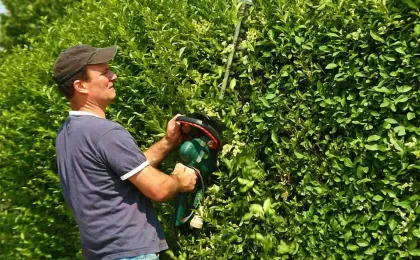 Ein Gärtner schneidet eine dichte grüne Hecke mit einer Heckenschere. Fachgerechte Gartenpflege für gerade Kanten.
