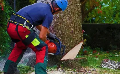 Ein Baumpfleger mit Helm setzt mit einer Kettensäge den Fällschnitt an. Professionelle Baumfällung im Gartenbau.
